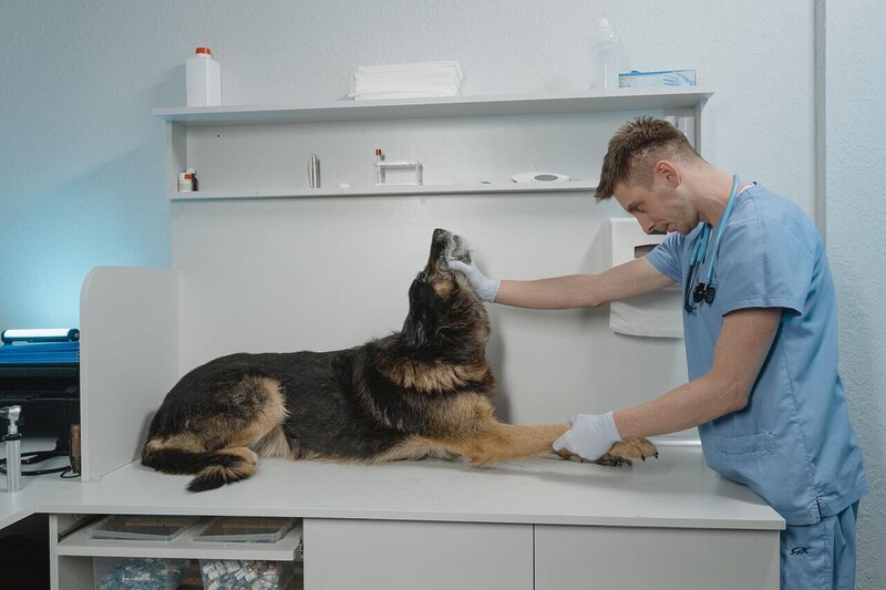 Vet working with dog