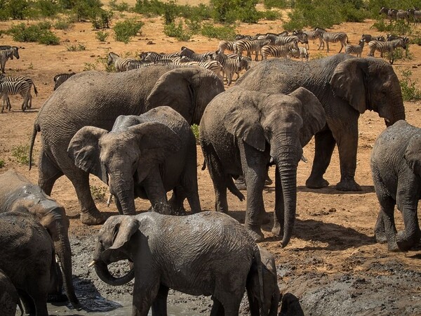 Visit The Etosha National Park, located in Namibia, is one of the largest in the world,